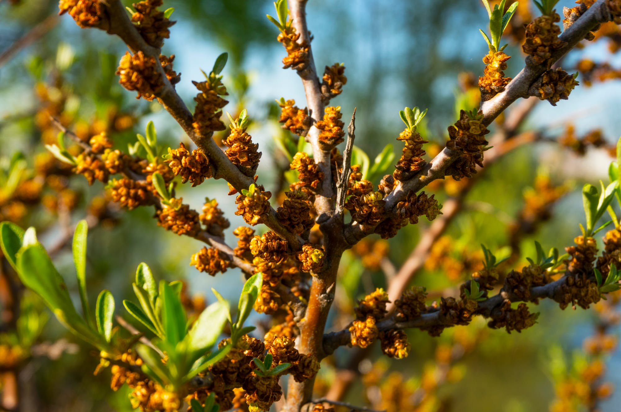 Pors (Myrica gale): Ursprung, mytologi och 80 praktiska recept