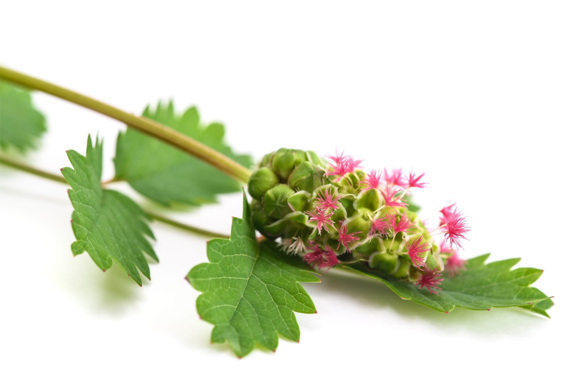 Pimpinell (Sanguisorba minor): Ursprung, mytologi och 80 praktiska recept