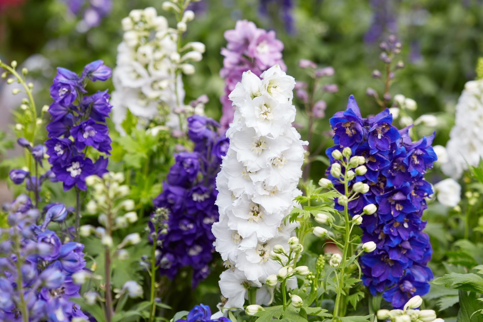 Riddarsporre (Delphinium): Ursprung, mytologi och 80 praktiska recept