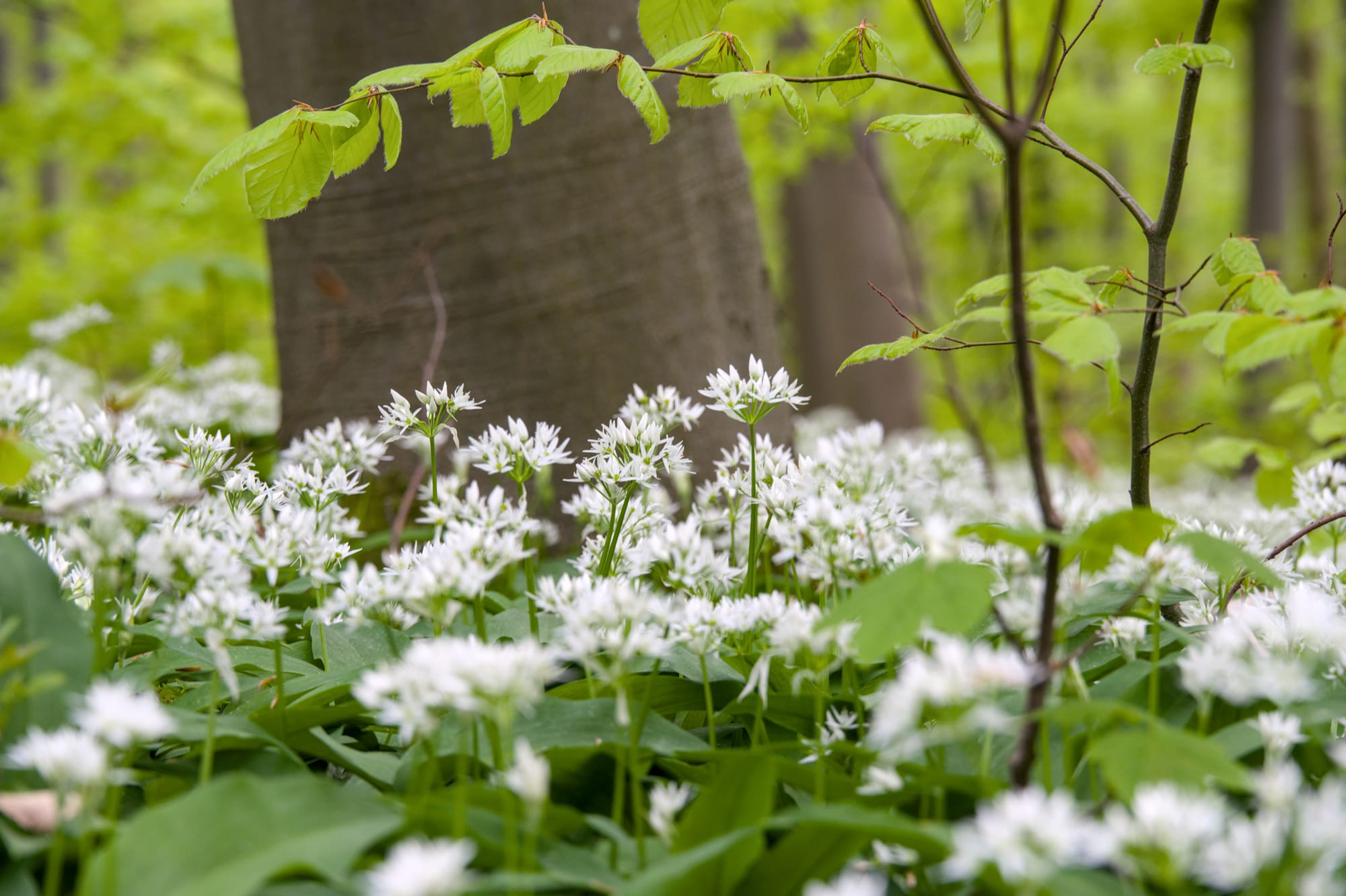 Ramslök (Allium ursinum): Ursprung, mytologi och 80 praktiska recept