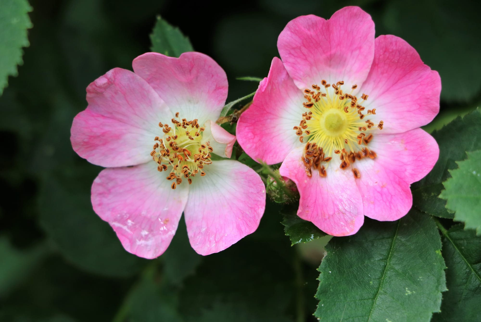 Vildros (Rosa canina / Rosa dumalis): Ursprung, mytologi och 80 praktiska recept