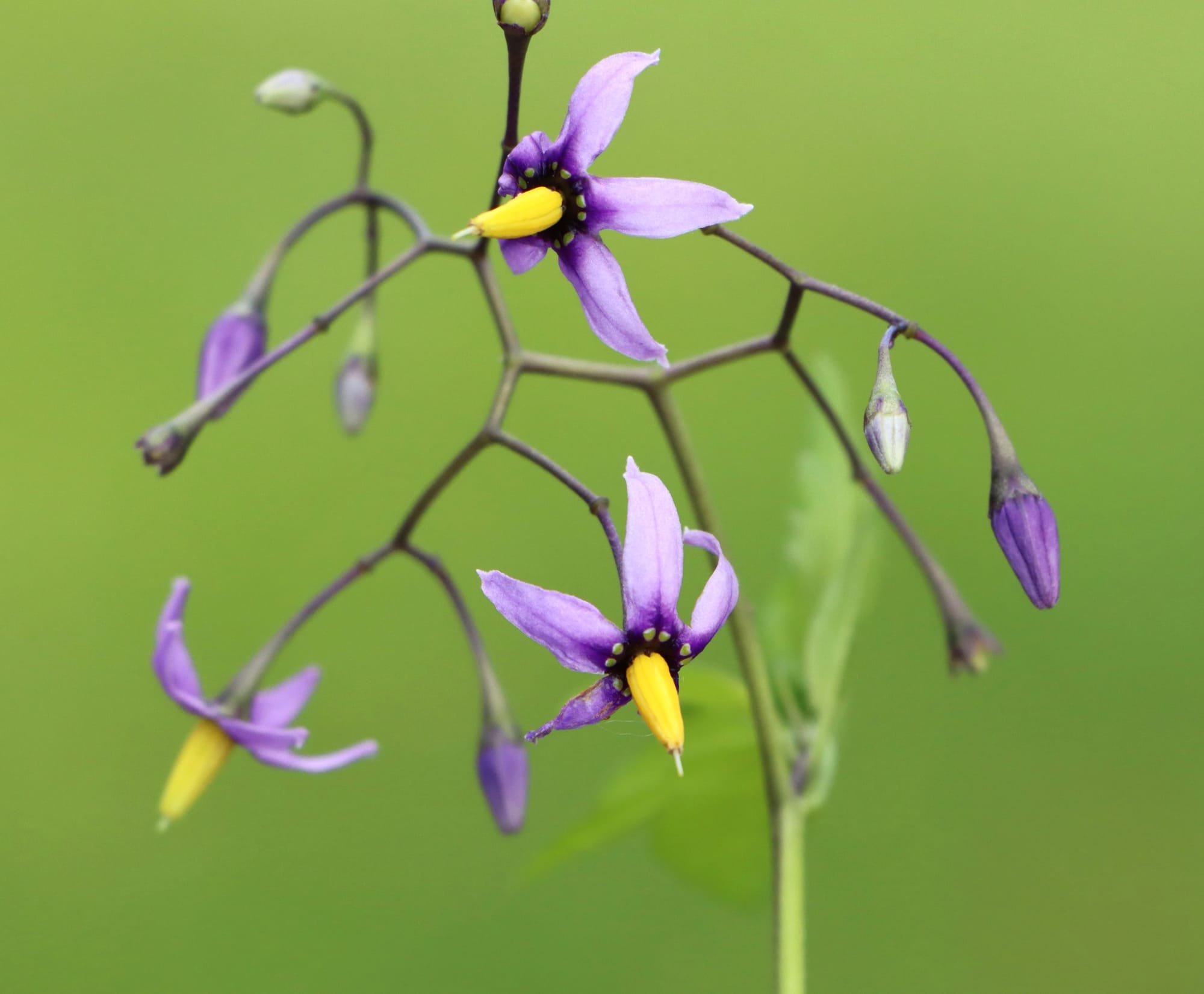 Besksöta (Solanum dulcamara): Ursprung, mytologi och 80 praktiska recept