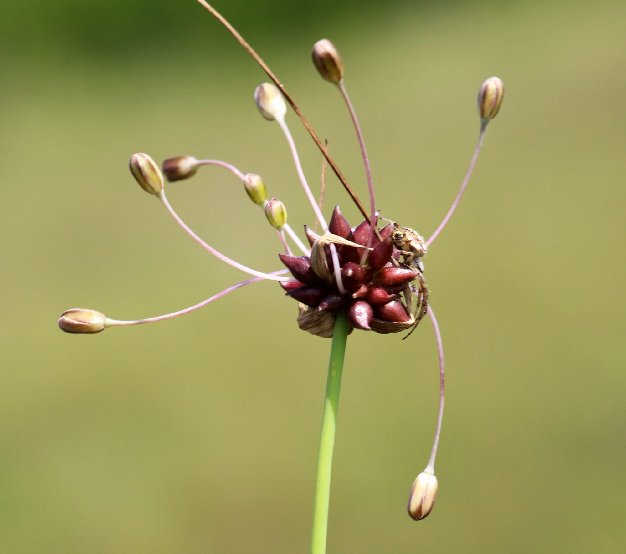 Backlök (Allium oleraceum): Ursprung, mytologi och 80 praktiska recept