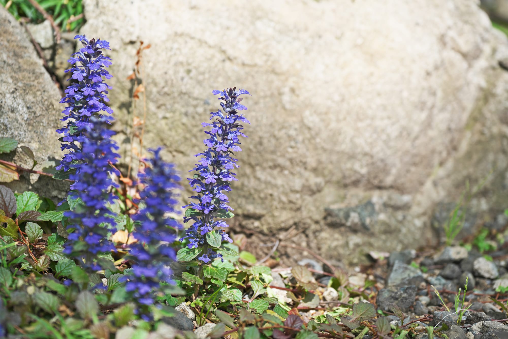 Blåsuga (Ajuga reptans): Ursprung, mytologi och 80 praktiska recept