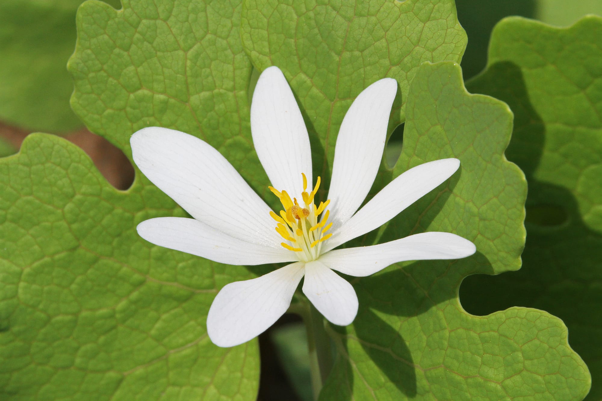 Blodört (Sanguinaria canadensis): Ursprung, mytologi och 80 praktiska recept
