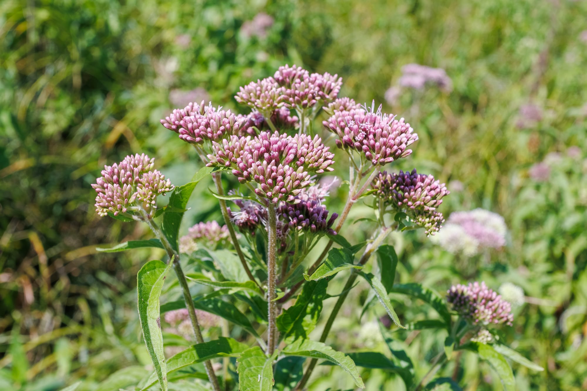 Hampflockel (Eupatorium cannabinum): Ursprung, mytologi och 80 praktiska recept