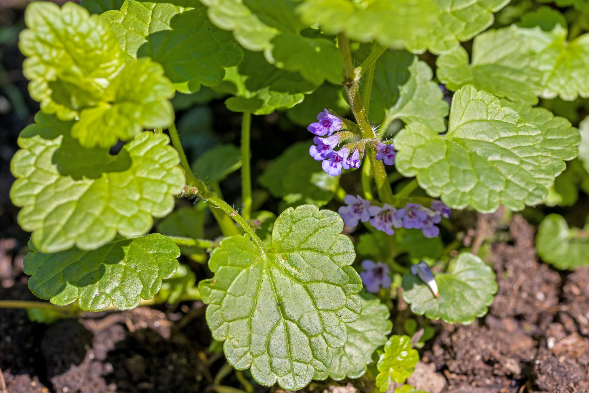 Jordreva (Glechoma hederacea): Ursprung, mytologi och 80 praktiska recept