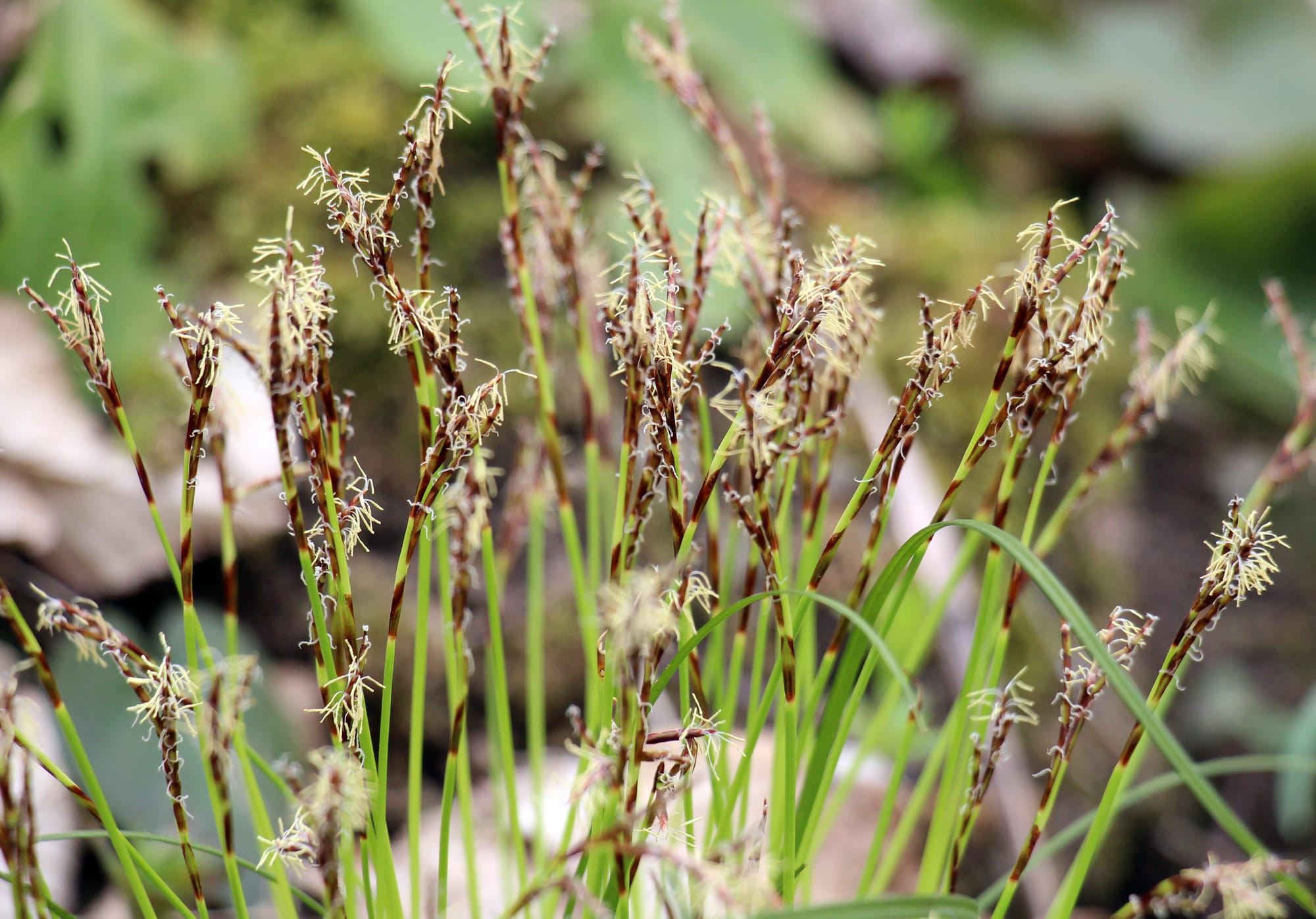 Finnstarr (Carex loliacea) – Den finbladiga överlevaren i skuggiga skogar