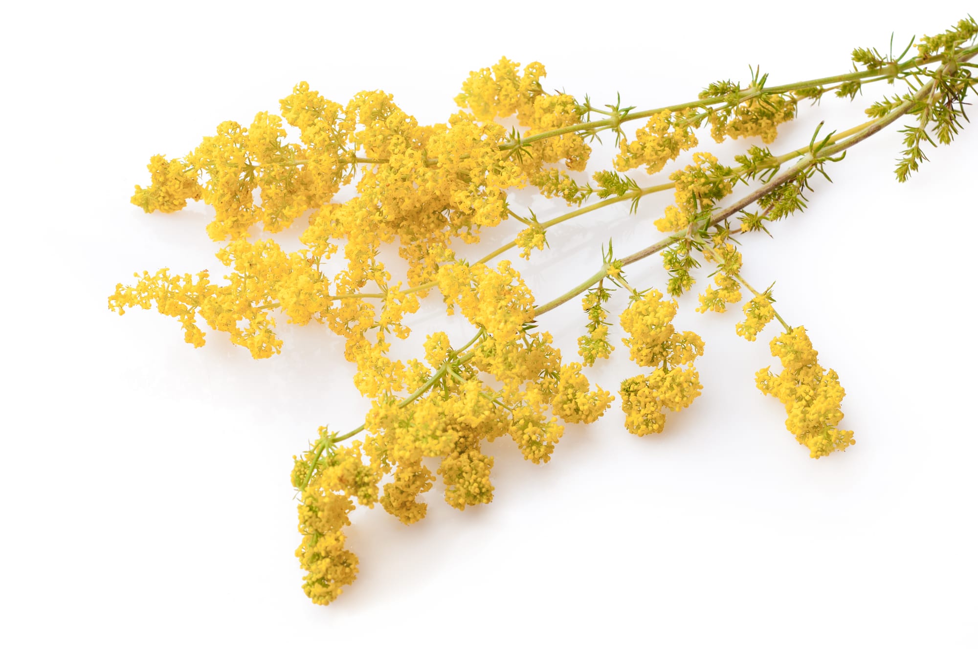 Gulmåra (Galium verum) – En komplett guide till ängens guld