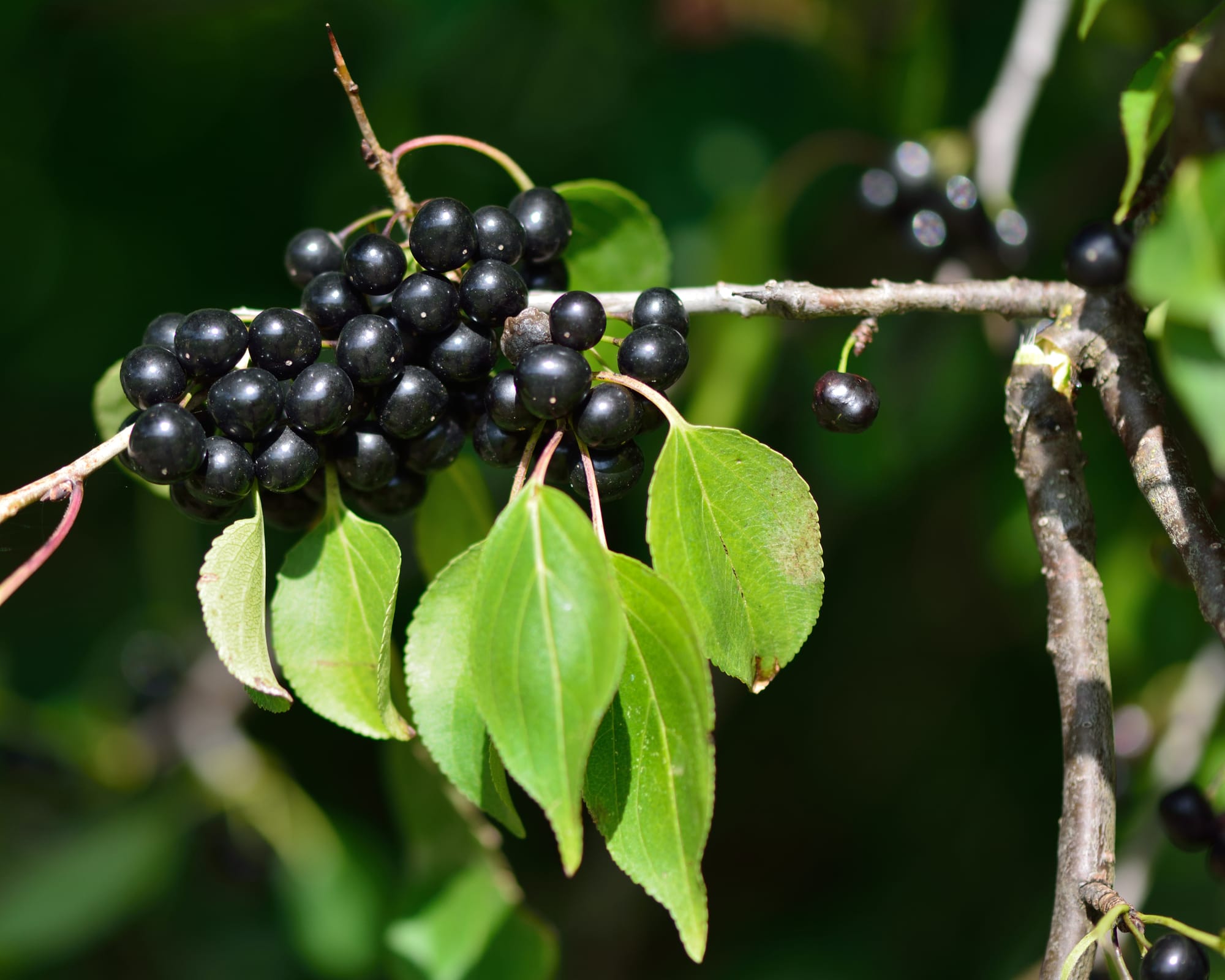 Getapel (Rhamnus cathartica) – En komplett guide till vägtornets krafter