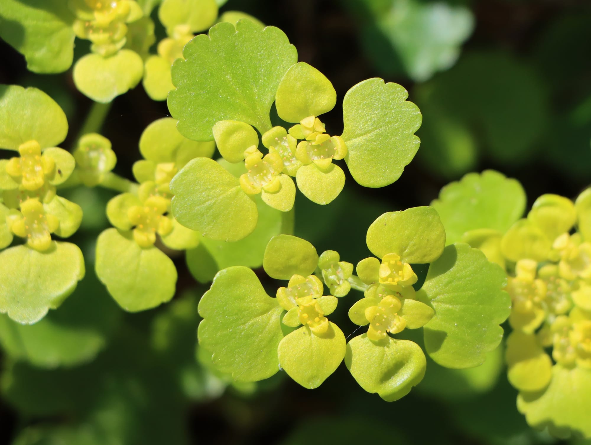 Gullpudra (Chrysosplenium alternifolium) – En komplett guide till bäckens gyllene ört