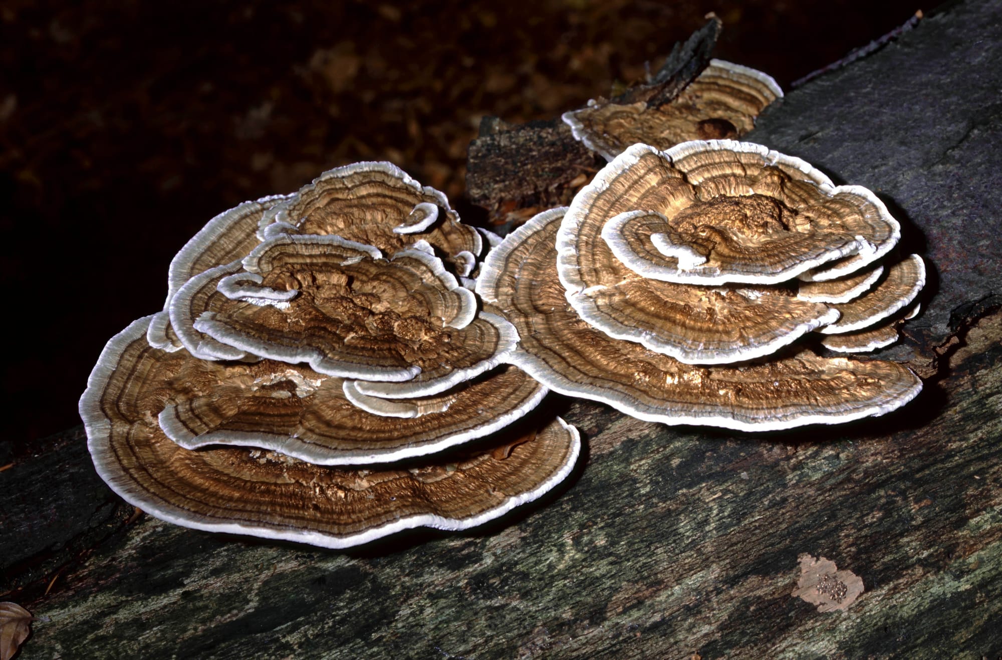 Kalkonstjärt (Trametes versicolor) – En komplett guide till skogens färgstarka medicin