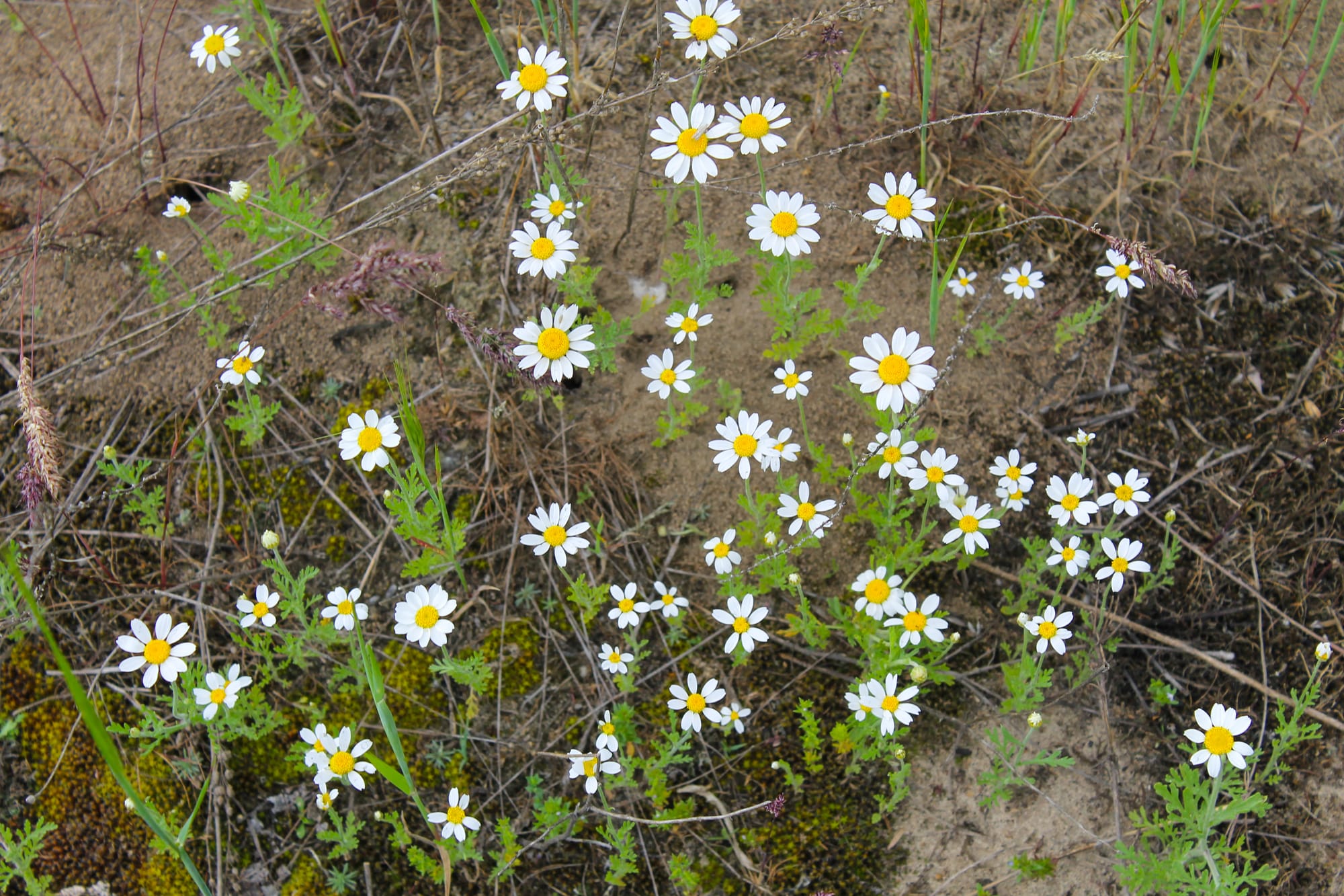 Kamomillkulla (Anthemis cotula) – En komplett guide till det skarpa åkerogräset