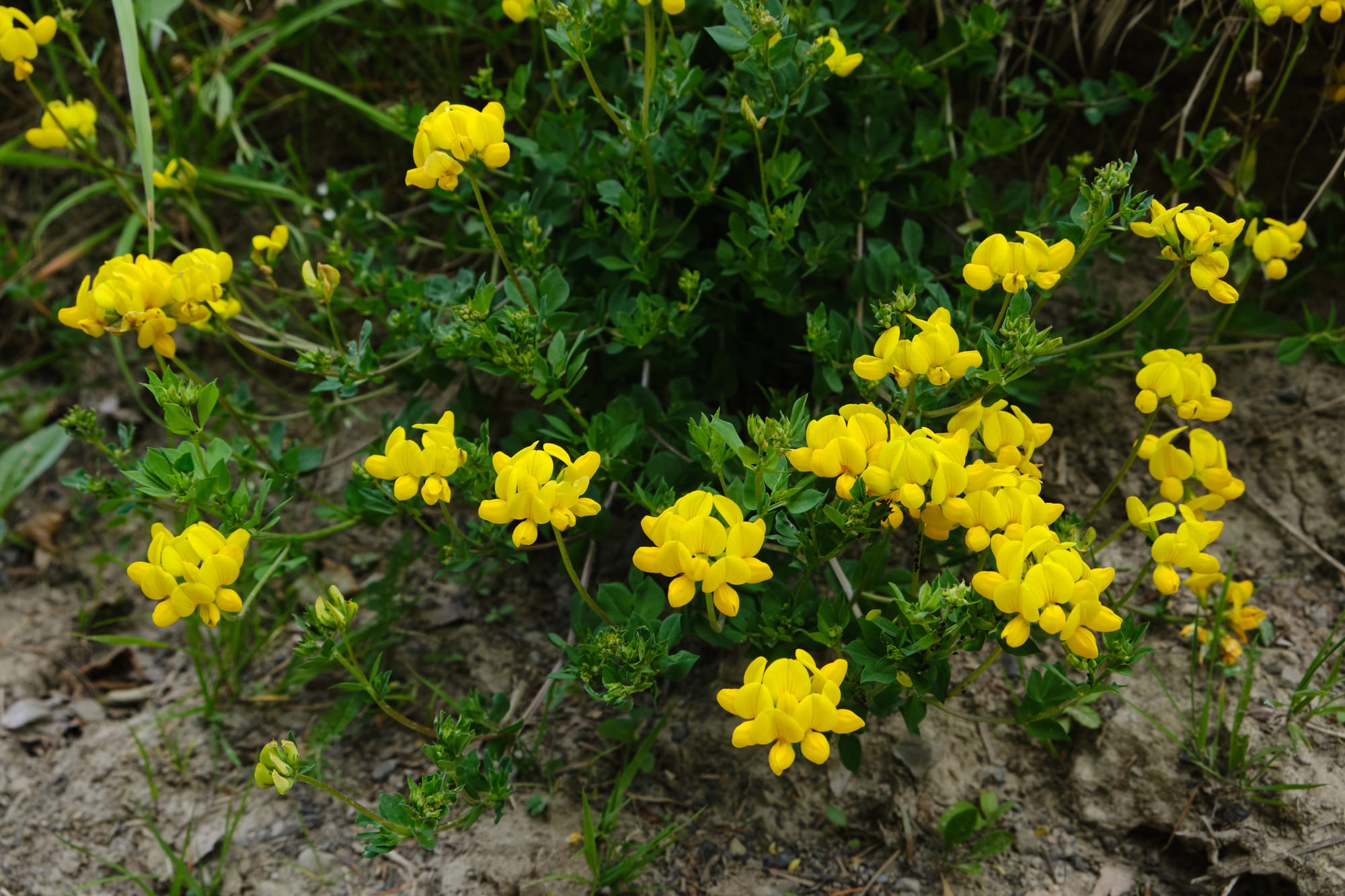Käringtand (Lotus corniculatus) – En komplett guide till den gyllengula ängsväxten