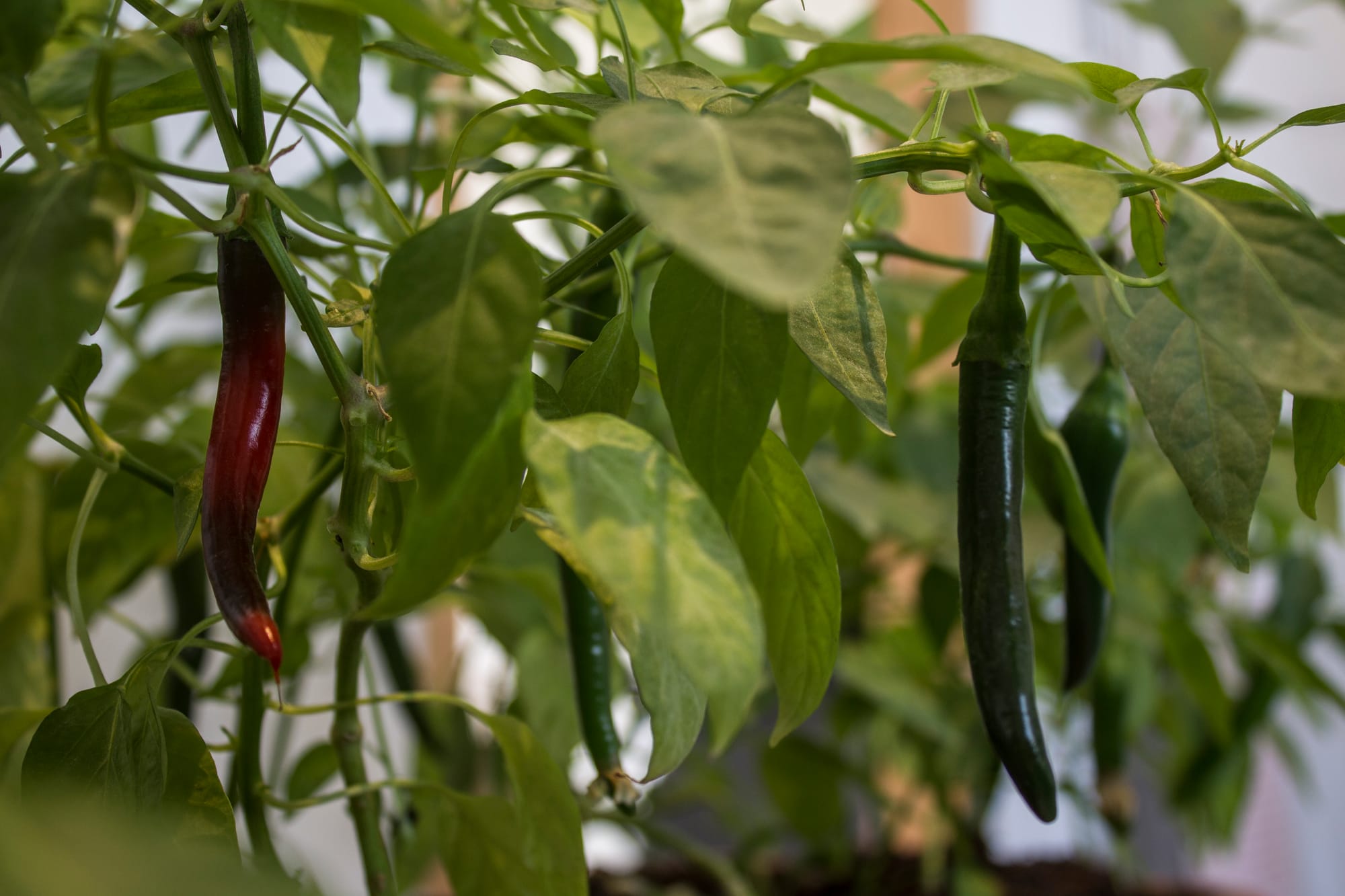 Så chili och paprika från frö – den ultimata guiden för en tidig start