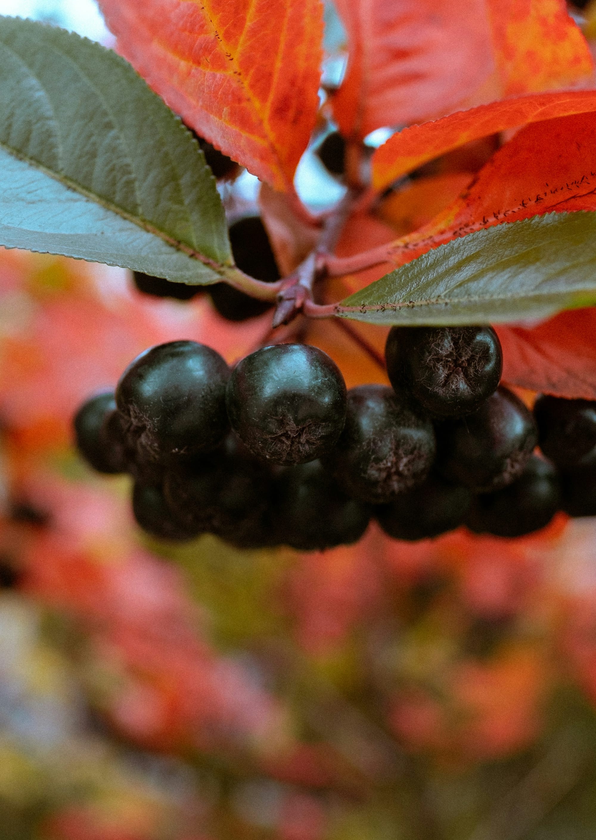 Den stora guiden om aronia: Biologi, skötsel, skörd och 80 recept