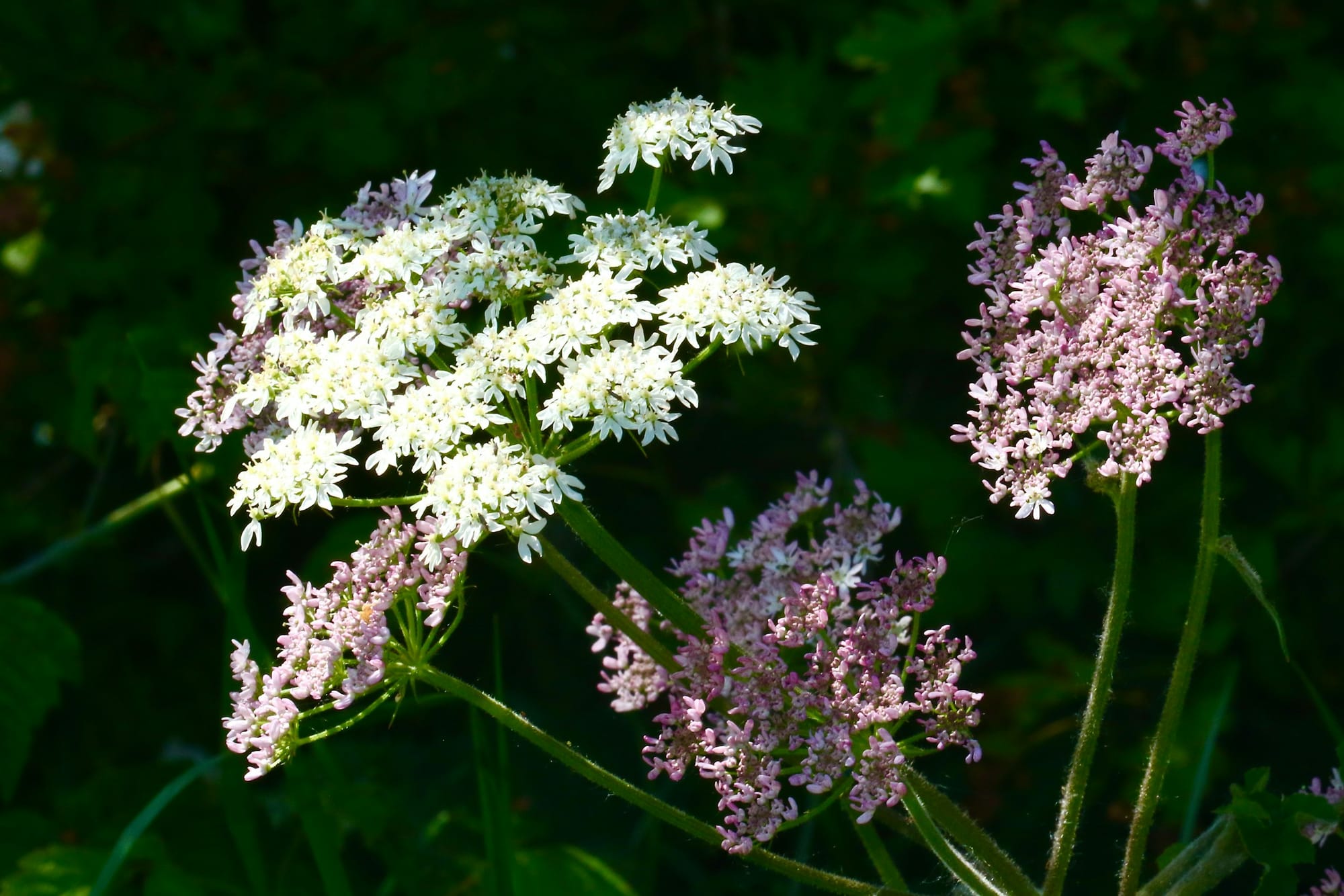Bockrot (Pimpinella): En resa genom historia, matlagning och läkekonst