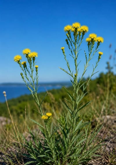 Den gyllene gullborsten: Historia, mytologi och praktiska recept