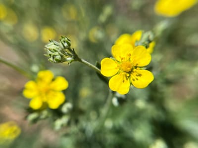 Blodrot (Potentilla erecta): Skogens eget apotek