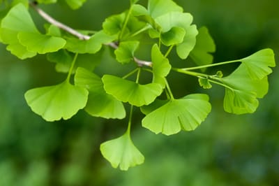 Ginkgo Biloba: Uråldrig visdom för hjärna och cirkulation