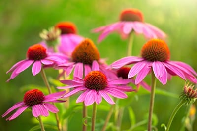 Echinacea: Solhattens immunologiska sköld – 80 recept för husapotek, kök och skönhet