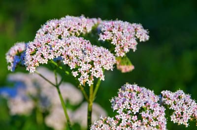 Vänderot: Naturens lugnande stjärna – 80 recept för husapotek, sömn och balans
