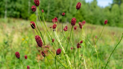 Blodstilla (Blodtopp): Ursprung, folktro och 80 praktiska recept