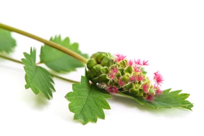 Pimpinell (Sanguisorba minor): Ursprung, mytologi och 80 praktiska recept