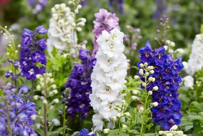 Riddarsporre (Delphinium): Ursprung, mytologi och 80 praktiska recept