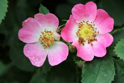 Vildros (Rosa canina / Rosa dumalis): Ursprung, mytologi och 80 praktiska recept