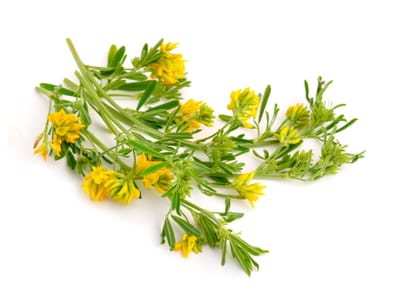 Gullusern (Medicago falcata): Ursprung, mytologi och 80 praktiska recept