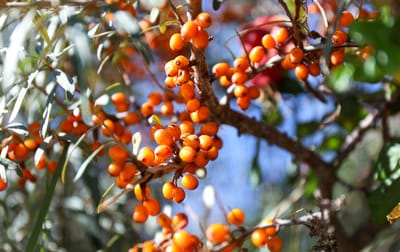 Havtorn (Hippophae rhamnoides): Ursprung, mytologi och 80 praktiska recept