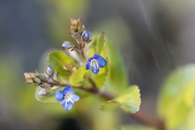 Bäckveronika (Veronica beccabunga): Ursprung, mytologi och 80 praktiska recept