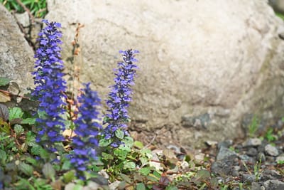 Blåsuga (Ajuga reptans): Ursprung, mytologi och 80 praktiska recept