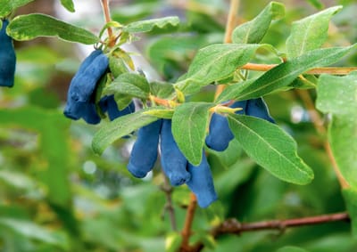 Blåtry och Blåbärstry (Lonicera caerulea): Ursprung, mytologi och 80 praktiska recept