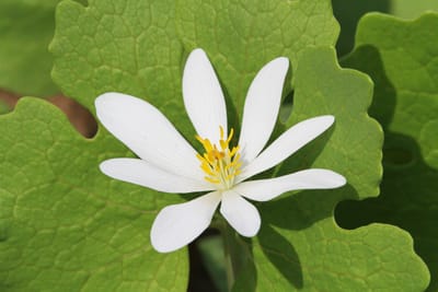 Blodört (Sanguinaria canadensis): Ursprung, mytologi och 80 praktiska recept