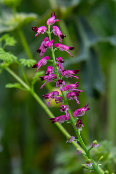 Jordrök (Fumaria officinalis): Ursprung, mytologi och 80 praktiska recept
