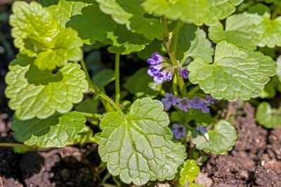 Jordreva (Glechoma hederacea): Ursprung, mytologi och 80 praktiska recept