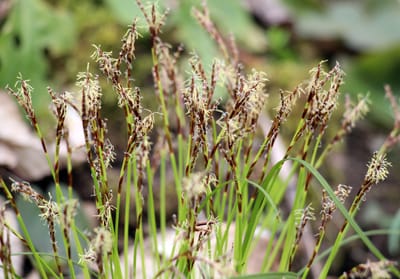 Finnstarr (Carex loliacea) – Den finbladiga överlevaren i skuggiga skogar