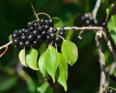 Getapel (Rhamnus cathartica) – En komplett guide till vägtornets krafter