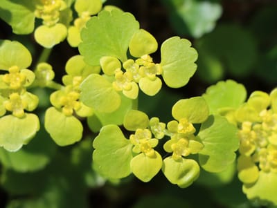 Gullpudra (Chrysosplenium alternifolium) – En komplett guide till bäckens gyllene ört