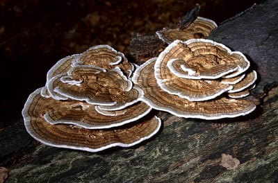 Kalkonstjärt (Trametes versicolor) – En komplett guide till skogens färgstarka medicin