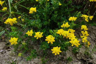 Käringtand (Lotus corniculatus) – En komplett guide till den gyllengula ängsväxten