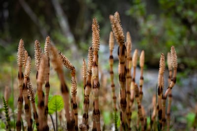 Kärrfräken (Equisetum palustre) – En komplett guide till den uråldriga och giftiga våtmarksväxten