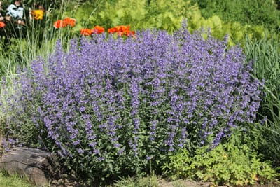 Allt om kattmynta: Ursprung, mytologi och 80 praktiska recept