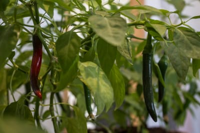 Så chili och paprika från frö – den ultimata guiden för en tidig start