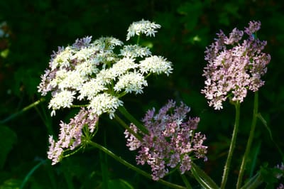 Bockrot (Pimpinella): En resa genom historia, matlagning och läkekonst
