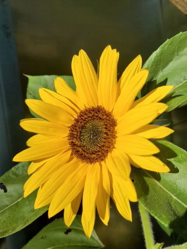 Thrive Counselling