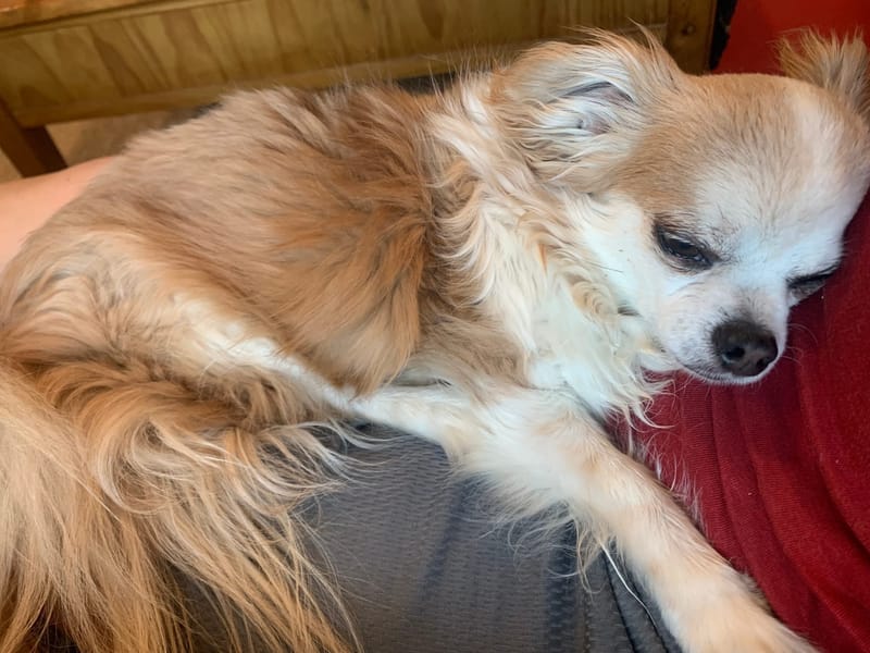 Quality of Life Assessment