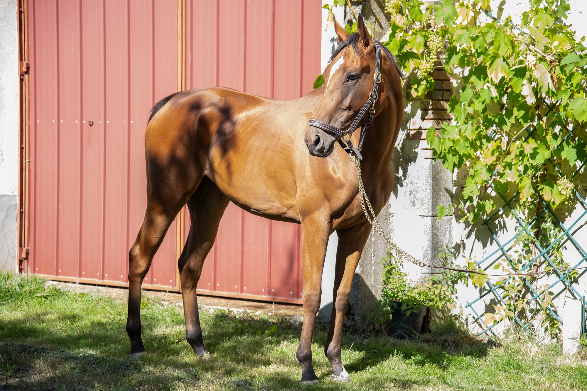 La Triomphante - 3 ans (PS)